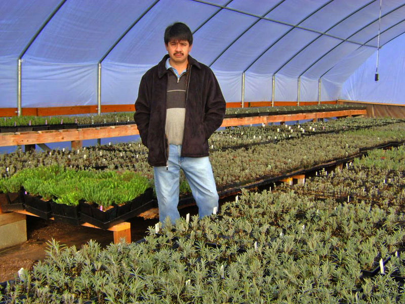 Meet the Grower: Victor's Lavender